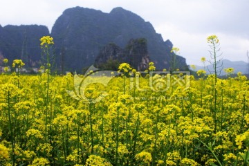 油菜花