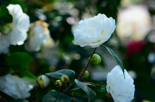 山茶花