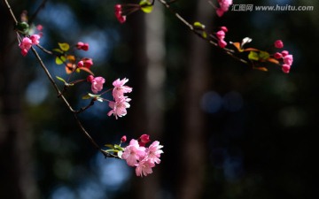 垂丝海棠