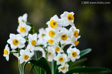 水仙花