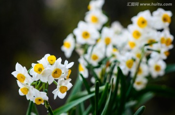 水仙花