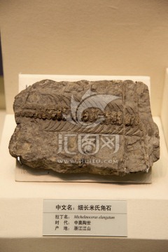 细长米氏角石 化石