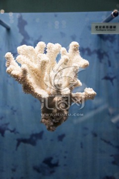 珊瑚 疣状杯形珊瑚