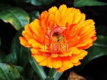 大黄菊