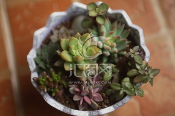 宝石花