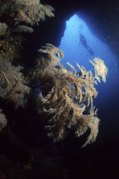 珊瑚 潜水