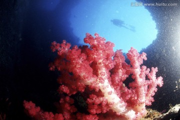 红色珊瑚树