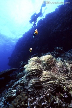 海底世界 珊瑚