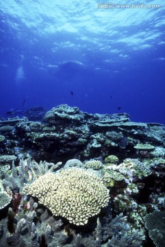 珊瑚礁 珊瑚