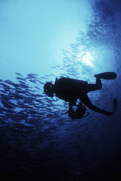 深海潜水 鱼群