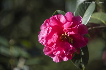 玉兰花 高清壁纸 高清图片