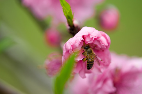 蜜蜂与花
