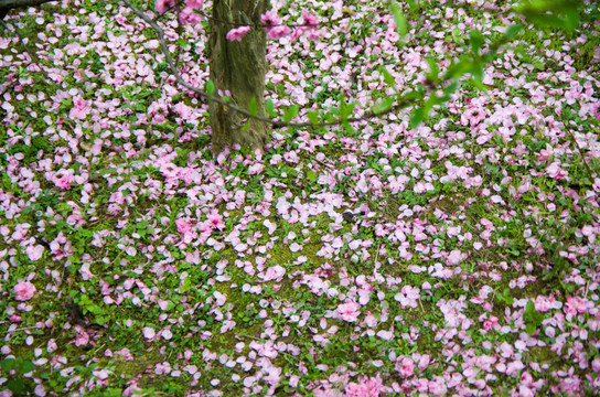 桃花满地