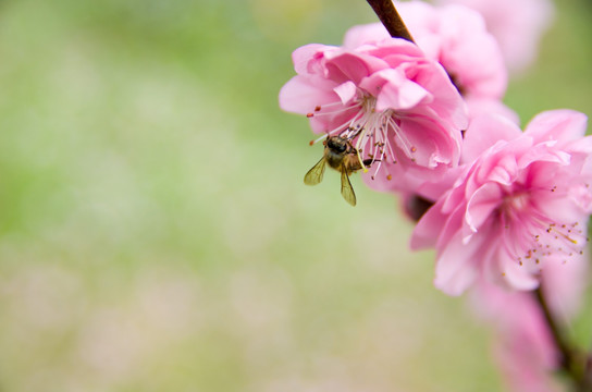 蜜蜂与花