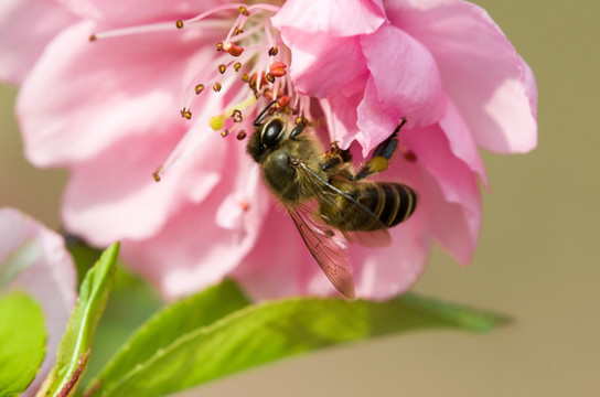 蜜蜂与花