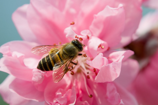 蜜蜂与花