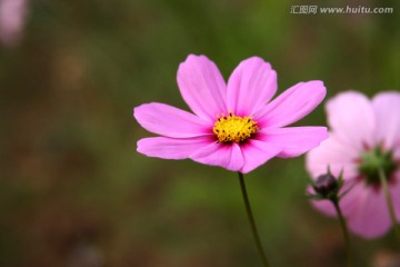 粉色菊花