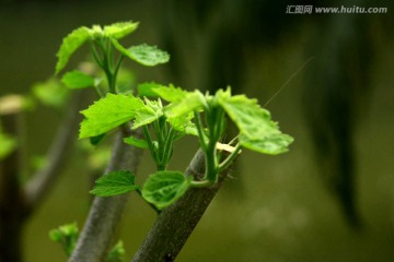 木棉花