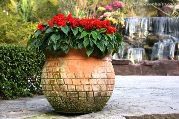 盘景花卉