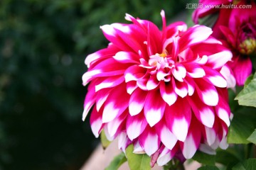 粉红菊花