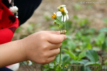 小手摘花
