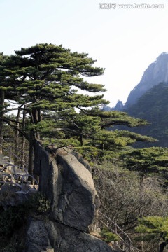 黄山松景