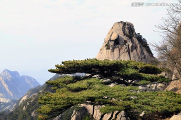 黄山松与石峰