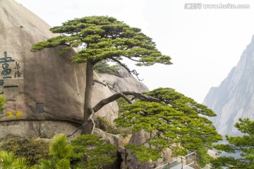 黄山迎客松