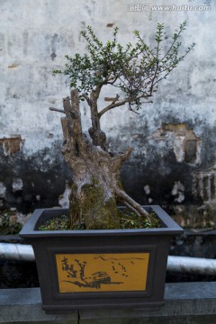 宏村盆栽