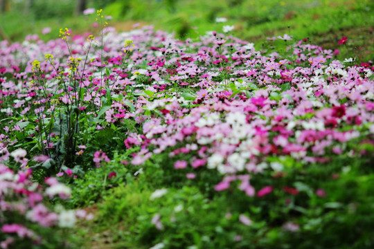 波斯菊