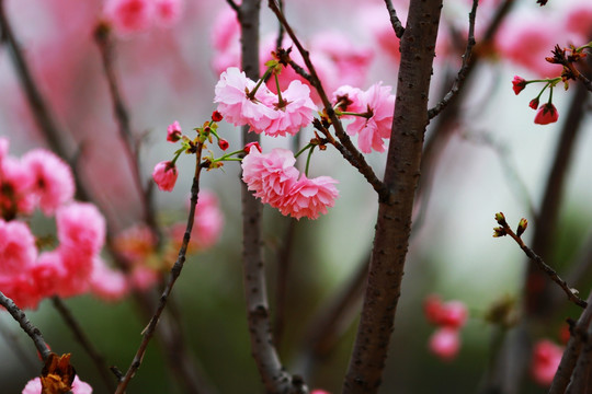 广州天适樱花