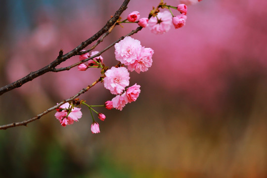广州天适樱花
