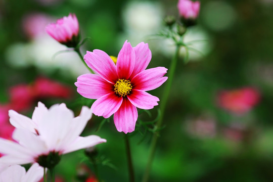 波斯菊