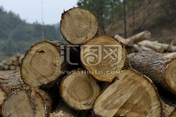 林区 木料 树 木纹理 木材