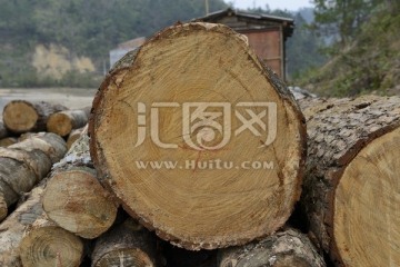 木料 树 木纹理 木材 柴火