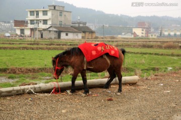 马