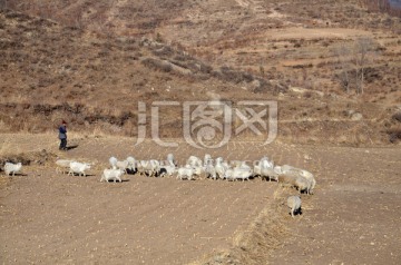 牧羊人 羊群