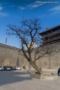瓮城里的古树