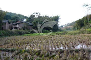 田野