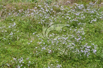 野花