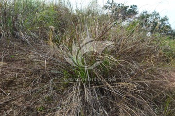 野草