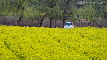 春游油菜花田