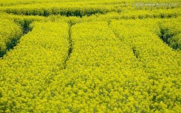 油菜花田