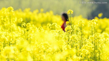 黄色花田里的红衣女郎