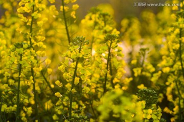 夕阳下的油菜花