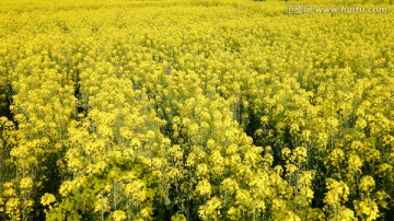 油菜花