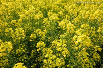 油菜花