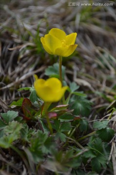 小黄花