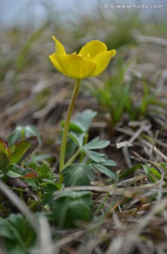 小黄花