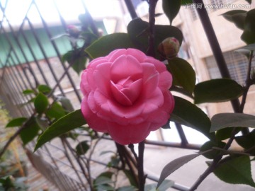 茶花